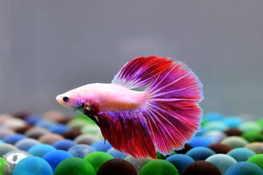 Beta balığı Fancy Red Pink Halfmoon Tayland 'dan gelen balıklarla Tayland' dan izole edilmiş gri arka planda savaşan Siyam balığı.