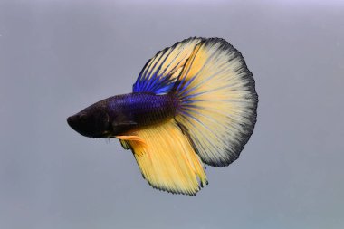 Beta balığı koyu mavi hardal. Tayland 'dan gelen balıklarla, Tayland' dan izole edilmiş gri arka planda savaşan siyam balığı..