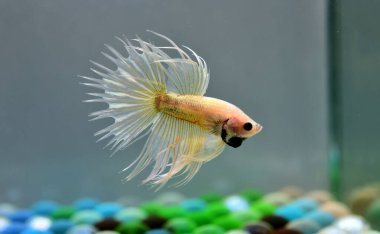 Beta balığı Fancy White Mustard Crowntail Tayland 'dan gelen balıklarla, Tayland' dan izole edilmiş gri arka planda savaşan Siyam balıklarıyla savaşıyor..