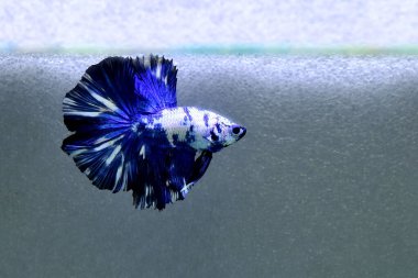 Beta balığı Süslü Mavi Mermer Yarım Ay Tayland 'dan gelen balıklarla Tayland' dan izole edilmiş gri arka planda savaşan Siyam balığı.