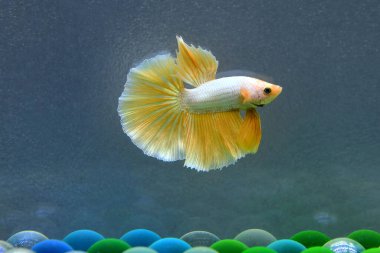 Beta balığı Fancy Gold Halfmoon Tayland 'dan gelen balıklarla Tayland' dan izole edilmiş gri arka planda savaşan Siyam balığı.