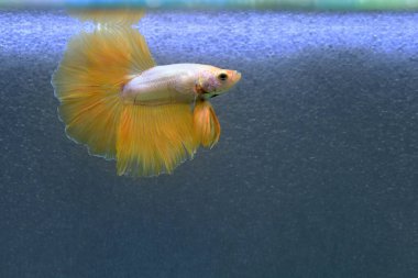 Beta balığı Fancy Gold Halfmoon Tayland 'dan gelen balıklarla Tayland' dan izole edilmiş gri arka planda savaşan Siyam balığı.
