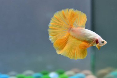 Beta balığı Fancy Gold Halfmoon Tayland 'dan gelen balıklarla Tayland' dan izole edilmiş gri arka planda savaşan Siyam balığı.