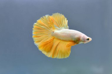 Beta balığı Fancy Gold Halfmoon Tayland 'dan gelen balıklarla Tayland' dan izole edilmiş gri arka planda savaşan Siyam balığı.