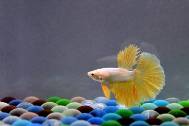 Beta balığı Fancy Gold Halfmoon Tayland 'dan gelen balıklarla Tayland' dan izole edilmiş gri arka planda savaşan Siyam balığı.