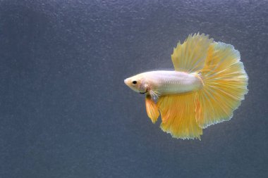 Beta balığı Fancy Gold Halfmoon Tayland 'dan gelen balıklarla Tayland' dan izole edilmiş gri arka planda savaşan Siyam balığı.