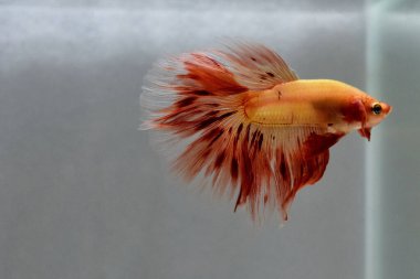 Kısa kuyruklu ya da uzun kuyruklu Beta balığı, kuyruk kuyruğu, Tayland 'dan gelen izleme kuyruğu ya da arka planda farklı renklerde izole edilmiş Siyam balığı.