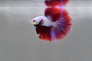 Kısa kuyruklu ya da uzun kuyruklu Beta balığı, kuyruk kuyruğu, Tayland 'dan gelen izleme kuyruğu ya da arka planda farklı renklerde izole edilmiş Siyam balığı.