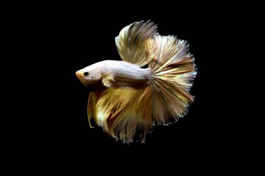 Kısa kuyruklu ya da uzun kuyruklu Beta balığı, kuyruk kuyruğu, Tayland 'dan gelen izleme kuyruğu ya da arka planda farklı renklerde izole edilmiş Siyam balığı.