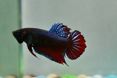 Kısa kuyruklu ya da uzun kuyruklu Beta balığı, kuyruk kuyruğu, Tayland 'dan gelen izleme kuyruğu ya da arka planda farklı renklerde izole edilmiş Siyam balığı.