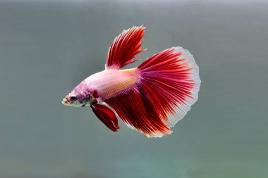 Kısa kuyruklu ya da uzun kuyruklu Beta balığı, kuyruk kuyruğu, Tayland 'dan gelen izleme kuyruğu ya da arka planda farklı renklerde izole edilmiş Siyam balığı.