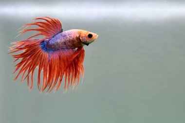 Kısa kuyruklu ya da uzun kuyruklu Beta balığı, kuyruk kuyruğu, Tayland 'dan gelen izleme kuyruğu ya da arka planda farklı renklerde izole edilmiş Siyam balığı.