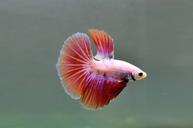 Kısa kuyruklu ya da uzun kuyruklu Beta balığı, kuyruk kuyruğu, Tayland 'dan gelen izleme kuyruğu ya da arka planda farklı renklerde izole edilmiş Siyam balığı.