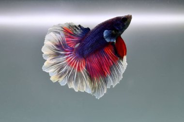 Kısa kuyruklu ya da uzun kuyruklu Beta balığı, kuyruk kuyruğu, Tayland 'dan gelen izleme kuyruğu ya da arka planda farklı renklerde izole edilmiş Siyam balığı.