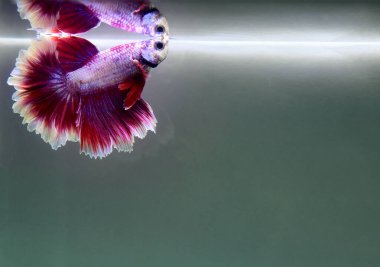 Kısa kuyruklu ya da uzun kuyruklu Beta balığı, kuyruk kuyruğu, Tayland 'dan gelen izleme kuyruğu ya da arka planda farklı renklerde izole edilmiş Siyam balığı.