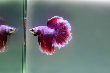 Kısa kuyruklu ya da uzun kuyruklu Beta balığı, kuyruk kuyruğu, Tayland 'dan gelen izleme kuyruğu ya da arka planda farklı renklerde izole edilmiş Siyam balığı.