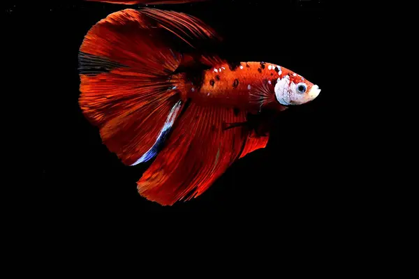 Kısa kuyruklu ya da uzun kuyruklu Beta balığı, kuyruk kuyruğu, Tayland 'dan gelen izleme kuyruğu ya da arka planda farklı renklerde izole edilmiş Siyam balığı.