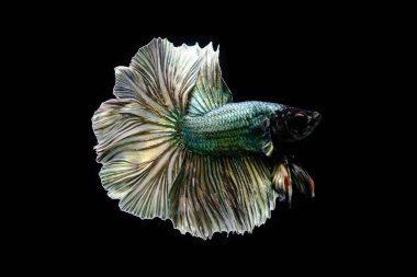 Kısa kuyruklu ya da uzun kuyruklu Beta balığı, kuyruk kuyruğu, Tayland 'dan gelen izleme kuyruğu ya da arka planda farklı renklerde izole edilmiş Siyam balığı.