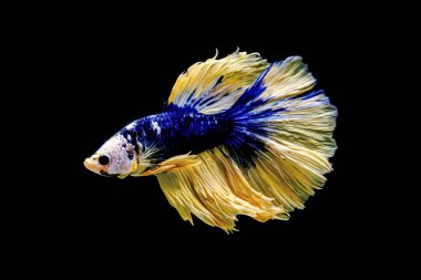 Kısa kuyruklu ya da uzun kuyruklu Beta balığı, kuyruk kuyruğu, Tayland 'dan gelen izleme kuyruğu ya da arka planda farklı renklerde izole edilmiş Siyam balığı.