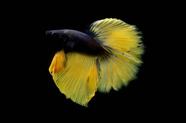 Kısa kuyruklu ya da uzun kuyruklu Beta balığı, kuyruk kuyruğu, Tayland 'dan gelen izleme kuyruğu ya da arka planda farklı renklerde izole edilmiş Siyam balığı.