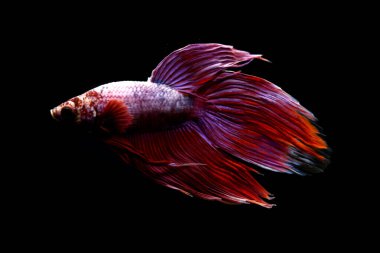 Kısa kuyruklu ya da uzun kuyruklu Beta balığı, kuyruk kuyruğu, Tayland 'dan gelen izleme kuyruğu ya da arka planda farklı renklerde izole edilmiş Siyam balığı.