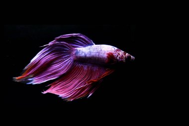 Kısa kuyruklu ya da uzun kuyruklu Beta balığı, kuyruk kuyruğu, Tayland 'dan gelen izleme kuyruğu ya da arka planda farklı renklerde izole edilmiş Siyam balığı.