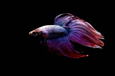 Kısa kuyruklu ya da uzun kuyruklu Beta balığı, kuyruk kuyruğu, Tayland 'dan gelen izleme kuyruğu ya da arka planda farklı renklerde izole edilmiş Siyam balığı.