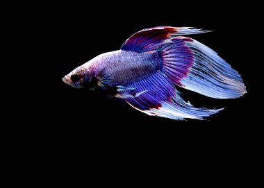 Kısa kuyruklu ya da uzun kuyruklu Beta balığı, kuyruk kuyruğu, Tayland 'dan gelen izleme kuyruğu ya da arka planda farklı renklerde izole edilmiş Siyam balığı.