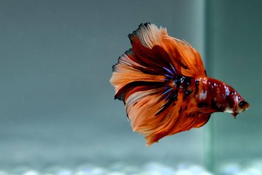 Kısa kuyruklu ya da uzun kuyruklu Beta balığı, kuyruk kuyruğu, Tayland 'dan gelen izleme kuyruğu ya da arka planda farklı renklerde izole edilmiş Siyam balığı.