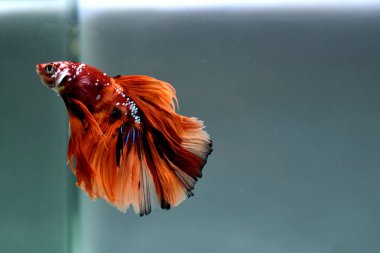 Kısa kuyruklu ya da uzun kuyruklu Beta balığı, kuyruk kuyruğu, Tayland 'dan gelen izleme kuyruğu ya da arka planda farklı renklerde izole edilmiş Siyam balığı.