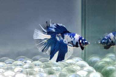 Kısa kuyruklu ya da uzun kuyruklu Beta balığı, kuyruk kuyruğu, Tayland 'dan gelen izleme kuyruğu ya da arka planda farklı renklerde izole edilmiş Siyam balığı.