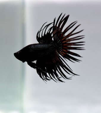 Kısa kuyruklu ya da uzun kuyruklu Beta balığı, kuyruk kuyruğu, Tayland 'dan gelen izleme kuyruğu ya da arka planda farklı renklerde izole edilmiş Siyam balığı.