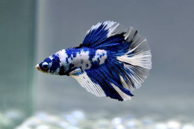 Kısa kuyruklu ya da uzun kuyruklu Beta balığı, kuyruk kuyruğu, Tayland 'dan gelen izleme kuyruğu ya da arka planda farklı renklerde izole edilmiş Siyam balığı.