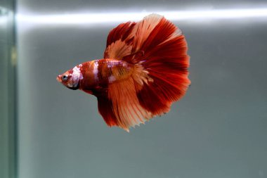 Kısa kuyruklu ya da uzun kuyruklu Beta balığı, kuyruk kuyruğu, Tayland 'dan gelen izleme kuyruğu ya da arka planda farklı renklerde izole edilmiş Siyam balığı.