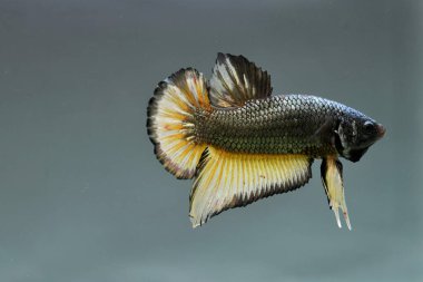 Kısa kuyruklu ya da uzun kuyruklu Beta balığı, kuyruk kuyruğu, Tayland 'dan gelen izleme kuyruğu ya da arka planda farklı renklerde izole edilmiş Siyam balığı.