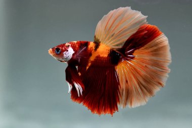 Kısa kuyruklu ya da uzun kuyruklu Beta balığı, kuyruk kuyruğu, Tayland 'dan gelen izleme kuyruğu ya da arka planda farklı renklerde izole edilmiş Siyam balığı.