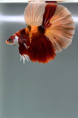 Kısa kuyruklu ya da uzun kuyruklu Beta balığı, kuyruk kuyruğu, Tayland 'dan gelen izleme kuyruğu ya da arka planda farklı renklerde izole edilmiş Siyam balığı.