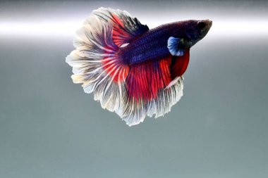 Kısa kuyruklu ya da uzun kuyruklu Beta balığı, kuyruk kuyruğu, Tayland 'dan gelen izleme kuyruğu ya da arka planda farklı renklerde izole edilmiş Siyam balığı.