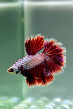 Kısa kuyruklu ya da uzun kuyruklu Beta balığı, kuyruk kuyruğu, Tayland 'dan gelen izleme kuyruğu ya da arka planda farklı renklerde izole edilmiş Siyam balığı.