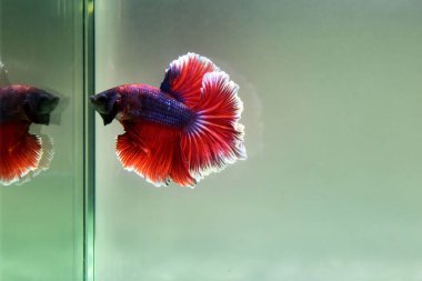 Kısa kuyruklu ya da uzun kuyruklu Beta balığı, kuyruk kuyruğu, Tayland 'dan gelen izleme kuyruğu ya da arka planda farklı renklerde izole edilmiş Siyam balığı.