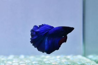 Kısa kuyruklu ya da uzun kuyruklu Beta balığı, kuyruk kuyruğu, Tayland 'dan gelen izleme kuyruğu ya da arka planda farklı renklerde izole edilmiş Siyam balığı.