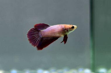 Kısa kuyruklu ya da uzun kuyruklu Beta balığı, kuyruk kuyruğu, Tayland 'dan gelen izleme kuyruğu ya da arka planda farklı renklerde izole edilmiş Siyam balığı.