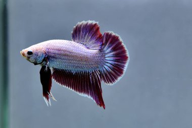 Kısa kuyruklu ya da uzun kuyruklu Beta balığı, kuyruk kuyruğu, Tayland 'dan gelen izleme kuyruğu ya da arka planda farklı renklerde izole edilmiş Siyam balığı.