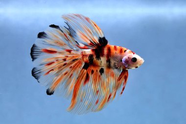 Kısa kuyruklu ya da uzun kuyruklu Beta balığı, kuyruk kuyruğu, Tayland 'dan gelen izleme kuyruğu ya da arka planda farklı renklerde izole edilmiş Siyam balığı.