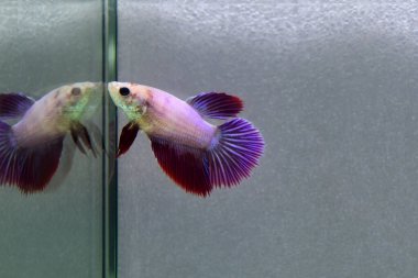 Kısa kuyruklu ya da uzun kuyruklu Beta balığı, kuyruk kuyruğu, Tayland 'dan gelen izleme kuyruğu ya da arka planda farklı renklerde izole edilmiş Siyam balığı.