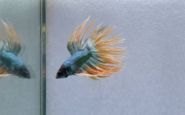 Kısa kuyruklu ya da uzun kuyruklu Beta balığı, kuyruk kuyruğu, Tayland 'dan gelen izleme kuyruğu ya da arka planda farklı renklerde izole edilmiş Siyam balığı.