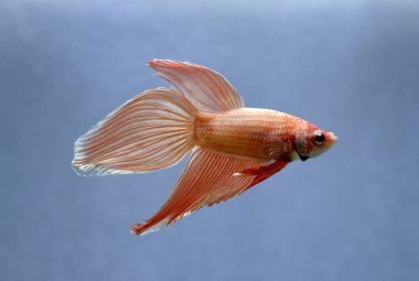 Kısa kuyruklu ya da uzun kuyruklu Beta balığı, kuyruk kuyruğu, Tayland 'dan gelen izleme kuyruğu ya da arka planda farklı renklerde izole edilmiş Siyam balığı.