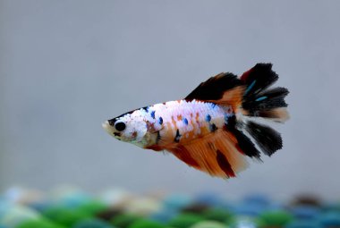 Kısa kuyruklu ya da uzun kuyruklu Beta balığı, kuyruk kuyruğu, Tayland 'dan gelen izleme kuyruğu ya da arka planda farklı renklerde izole edilmiş Siyam balığı.