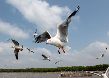 Mavi gökyüzünde ya da deniz kıyısındaki bambuların sırığında tek başına uçan martılar.