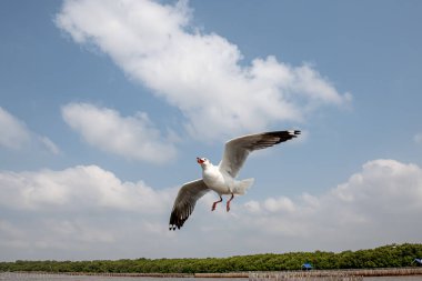 Mavi gökyüzünde ya da deniz kıyısındaki bambuların sırığında tek başına uçan martılar.